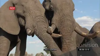African Elephant herd standing and Drinking from the waterhole