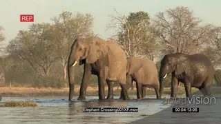 Elephants crossing a river in the Okavango Delta