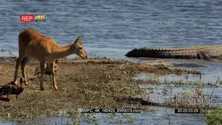 Red Lechwe searching for food away from the crocodile in the river with the Egyptian.