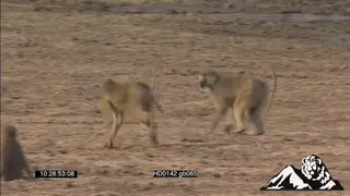 Yellow baboons chasing a sub dominant male close to the riverbank during the day