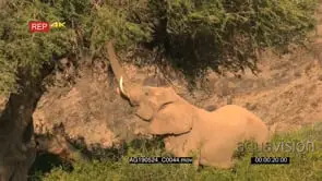 Desert elephant bull reaching high and pulling down a twig from tree in the dry Hoanib.