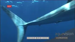 Mako shark swimming in the distance towards and over above camera blue water
