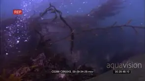 Adult Sea Otter foraging on the sea floor trying to locate preys using its forelegs paws.