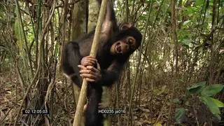 Young Chimpanzees Play fighting and pulling each other climbing up the tree in rainforest
