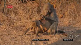 Chacma baboon mother sitting down with an infant and grooming the infant FF DRY