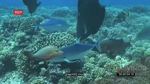 Humphead Wrasse with Estuary Perches and Bluefin Kingfishes swimming on coral reef.