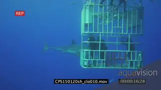 Great White Shark swimming underwater in ocean passing by camera and divers filming it.