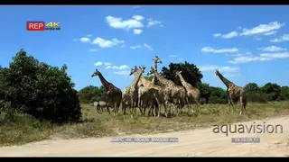 A Large Herd of Giraffes with a Dazzle of Zebras moving together in the Savannah