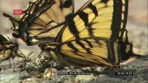 Butterflies Feeding in between the rocks GENERAL BEHAVIOUR