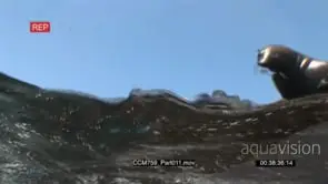 Float of Cape Fur Seals swimming underwater in ocean then going out of the blue laying on.