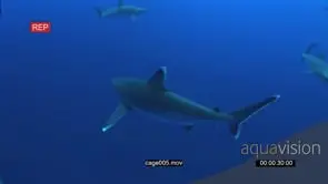 School of Grey Reef Sharks swimming around bait underwater in ocean and passing by camera.