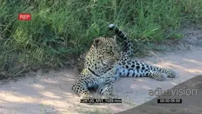 Leopard laying down on bushveld looking around MLS HAND
