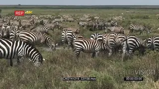 A Large Dazzle of Zebras standing walking and grazing on bushveld WS PAN