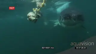 Great white shark gently swimming around a bait underwater in ocean then turning back MLS.
