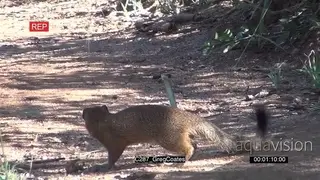 Slender Mongoose kill young Black Mamba AmCam