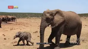 African Elephant herd Walking around with calve running grazing and drinking from the…