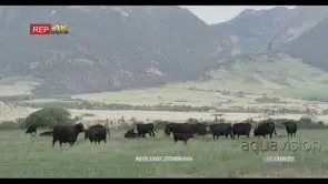 Herd of cows and cattles standing, walking and grazing LWS PAN