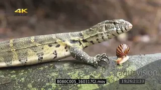 Giant African Land Snail coming out its shell moving on log as Water monitor approaches.