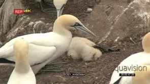 Northern Gannet shaking and picking up dead chick