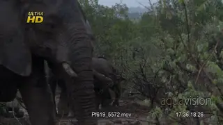 African Elephant walking, slipping, muddy and falling.