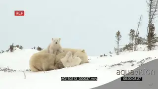Polar bear cubs playing around mother sleeping