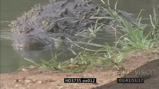 Crocodile emerges from water, lunges at camera