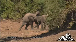 Elephant Calves fighting WS