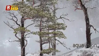 Blizzard, Snowing heavily in Coniferous forest.
