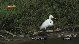Great Egret drinking water from the River WIND DAY