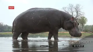 Bull Hippo Yawn aggressively CU
