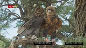 Bateleur pair in tree displaying