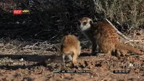 Meerkat mother making two poops then a juvenile joins her and sniffs