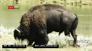 Male Bison grazing and scratching head with hind foot GOOD LIGHT GENERAL BEHAVIOUR