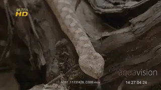 Painted saw scaled viper slithering over a dry log.
