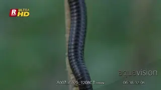 Millepede standing on a tree branch, TU shot showing its body segment.
