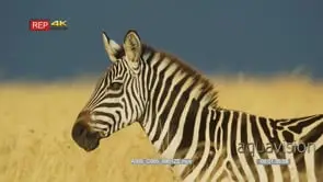 Zebra standing in the grass at dusk looking around cu
