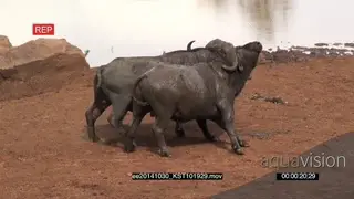 Cape Buffalo big bulls fighting MWS AmCam