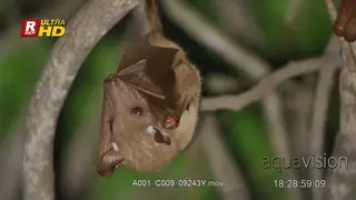 Fruit Bat hanging upside down and resting on a tree branch.