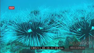 Sea Urchin vagrant slowly moving over ocean floor