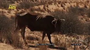 cattle grazing and walking on the Desert