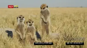Meerkat group of 3 standing sentinal, preening, medium from from front