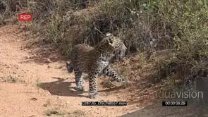 Leopard walking passing by the Game Ranger Vehicle followed by the Cub GENERAL BEHAVIOR