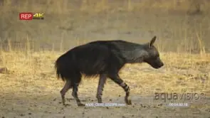 Brown hyena standing looking towards camera turn and walks away