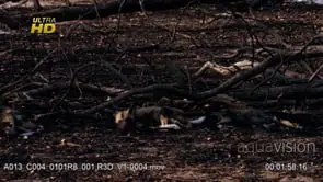 Pack of young African Wild Dog pubs gathered, laying down, resting.