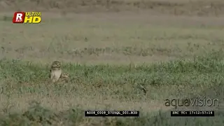 A pair of Burrowing Owls standing, preening, foraging while looking around the territory.