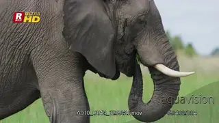 African Elephant flapping ears to cool off and feeding on the grass.