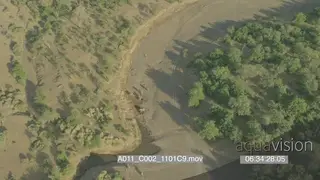 Aerial over Mashatu dry riverbed African Elephant herd drinking water