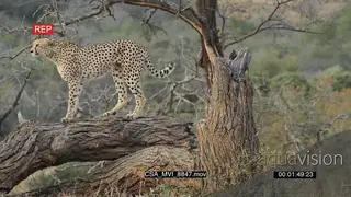 Cheetah on dead tree bark scouting around hunting focused alerted look to side of frame