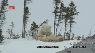 Polar bear mother cuddling grooming cubs suckling Protective behaviour