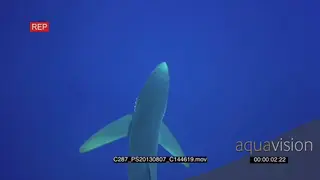 Blue Shark swimming underwater in deep blue ocean from below camera HA MLS TU LS HAND